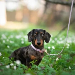 Tyylivoitto Classy Hundhalsband Lavendel
