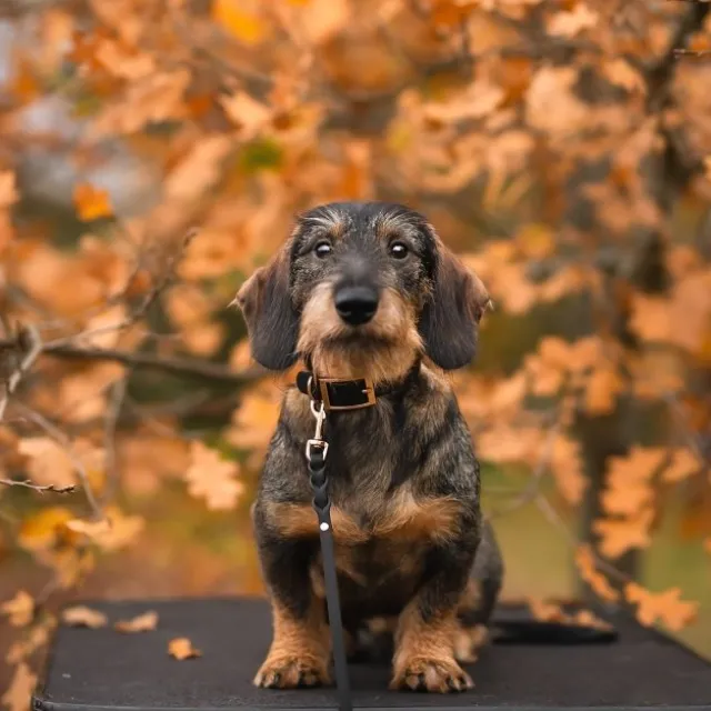 Tyylivoitto Classy Hundhalsband för Små Hundar Svart