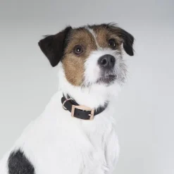 Tyylivoitto Classy Hundhalsband för Små Hundar Svart