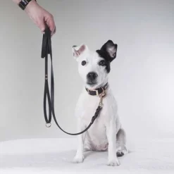 Tyylivoitto Classy Hundhalsband för Små Hundar Svart