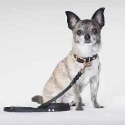 Tyylivoitto Classy Hundhalsband för Små Hundar Svart