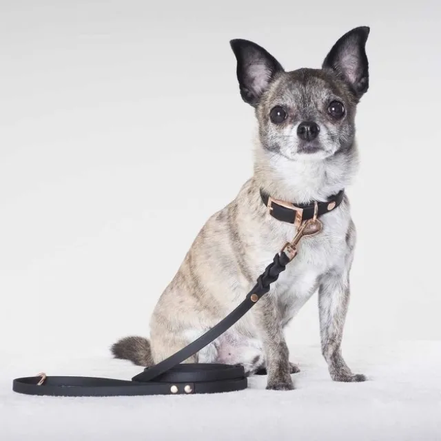 Tyylivoitto Classy Hundhalsband för Små Hundar Svart