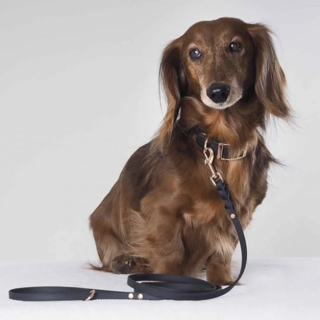 Tyylivoitto Classy Hundhalsband för Små Hundar Svart