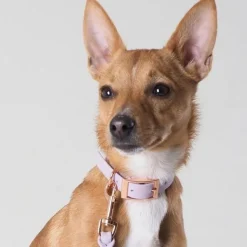 Tyylivoitto Classy Hundhalsband för Små Hundar Lavendel