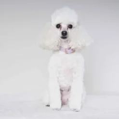 Tyylivoitto Classy Hundhalsband för Små Hundar Lavendel