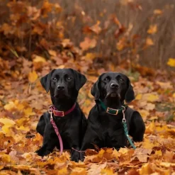 Tyylivoitto Classy Hundhalsband Smaragdgrön