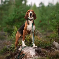 Tyylivoitto Classy Hundhalsband Smaragdgrön