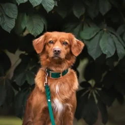 Tyylivoitto Classy Hundhalsband Smaragdgrön