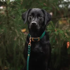 Tyylivoitto Classy Hundhalsband Smaragdgrön