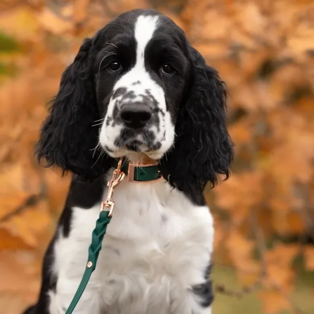 Tyylivoitto Classy Hundhalsband för Små Hundar Smaragdgrön