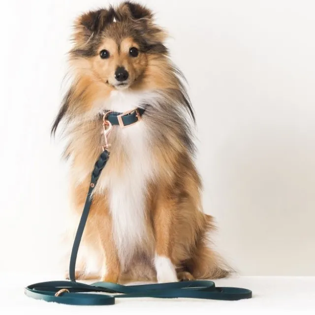Tyylivoitto Classy Hundhalsband för Små Hundar Smaragdgrön