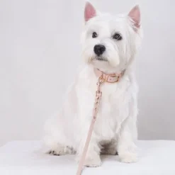 Tyylivoitto Classy Hundhalsband för Små Hundar Beige