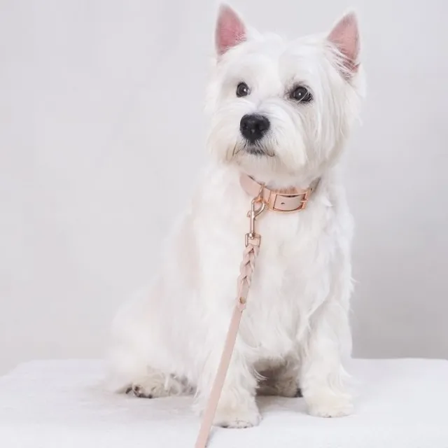 Tyylivoitto Classy Hundhalsband för Små Hundar Beige