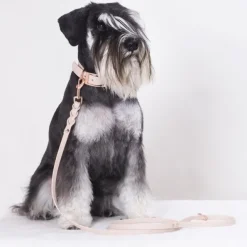 Tyylivoitto Classy Hundhalsband för Små Hundar Beige