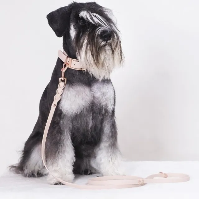Tyylivoitto Classy Hundhalsband för Små Hundar Beige