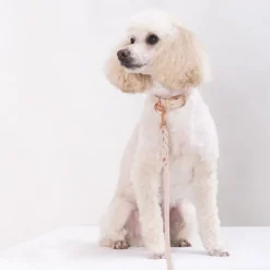 Tyylivoitto Classy Hundhalsband för Små Hundar Beige