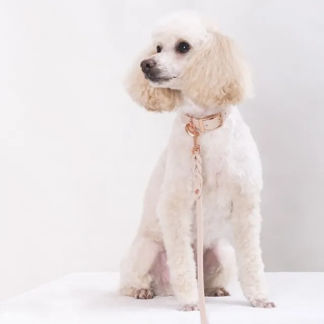 Tyylivoitto Classy Hundhalsband för Små Hundar Beige