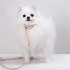 Tyylivoitto Classy Hundhalsband för Små Hundar Beige