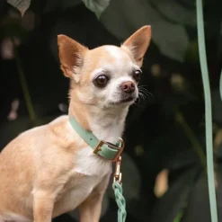 Tyylivoitto Classy Hundhalsband för Små Hundar Ljusgrön