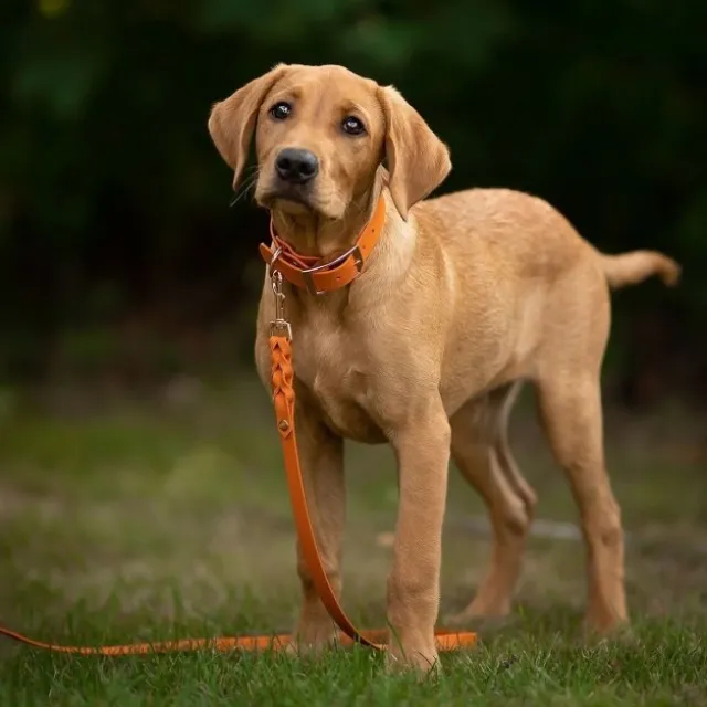 Tyylivoitto Classy Hundhalsband Orange