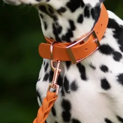 Tyylivoitto Classy Hundhalsband Orange