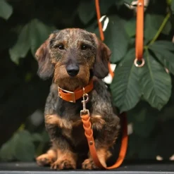 Tyylivoitto Classy Hundhalsband Orange