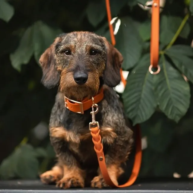 Tyylivoitto Classy Hundhalsband Orange