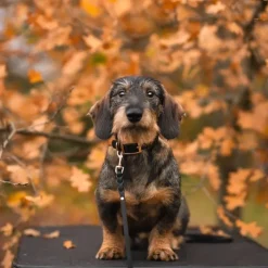 Tyylivoitto Hundkoppel Flätat Svart
