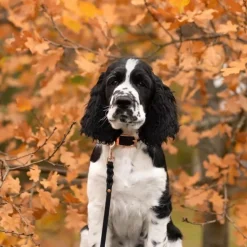 Tyylivoitto Hundkoppel Flätat Svart