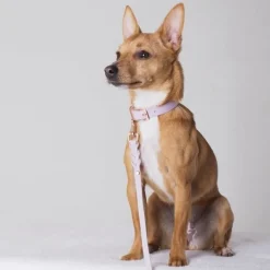 Tyylivoitto Hundkoppel Flätat Lavendel 200 cm