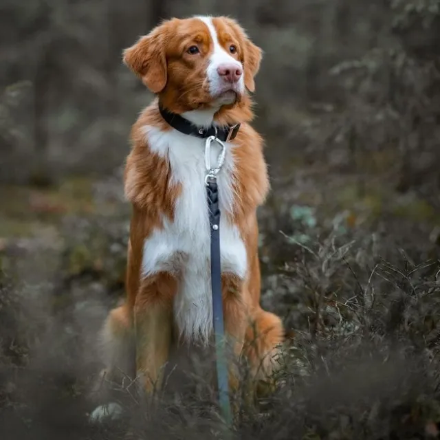 Tyylivoitto Hundkoppel Flätat Twistlock Svart 200 cm