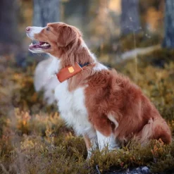 Woolly Wolf Alpha 360 Hundhalsband Terracotta/Mörkblå