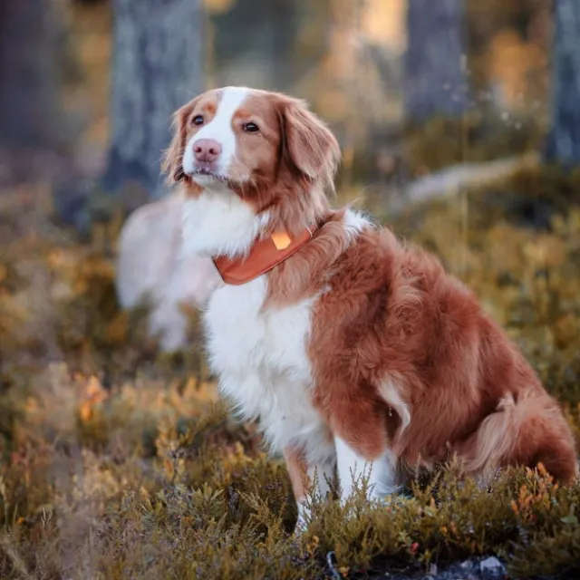 Woolly Wolf Alpha 360 Hundhalsband Terracotta/Mörkblå