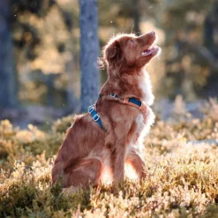 Woolly Wolf Alpha 360 Hundsele Terracotta/Mörkblå