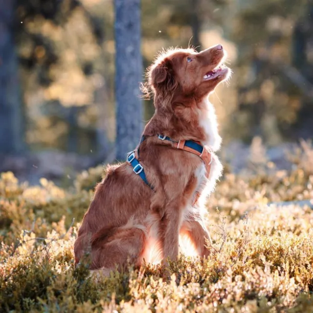Woolly Wolf Alpha 360 Hundsele Terracotta/Mörkblå