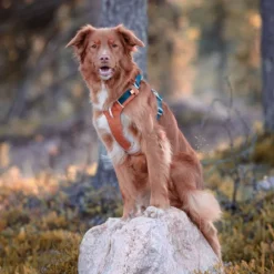 Woolly Wolf Alpha 360 Hundsele Terracotta/Mörkblå
