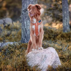 Woolly Wolf Alpha 360 Hundsele Terracotta/Mörkblå
