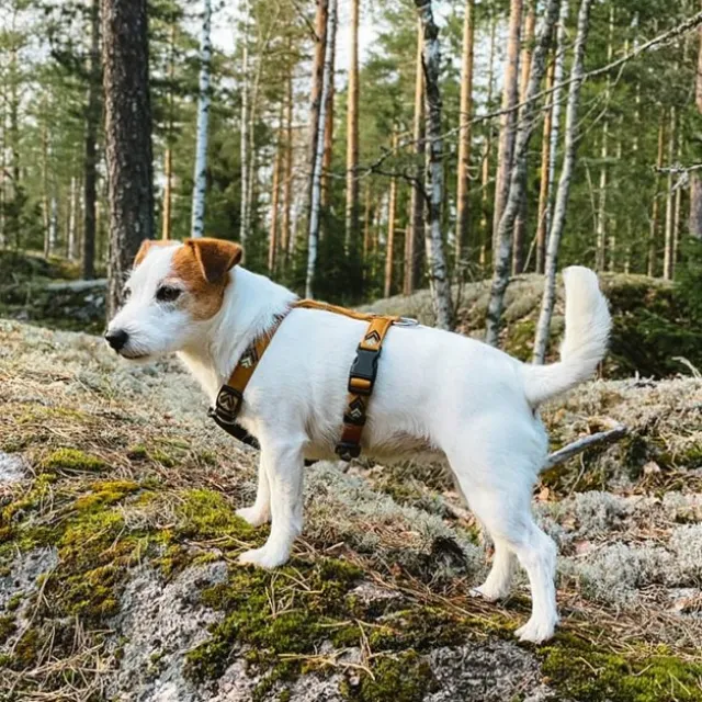 Woolly Wolf Sea to Summit Hundsele Ljusbrun